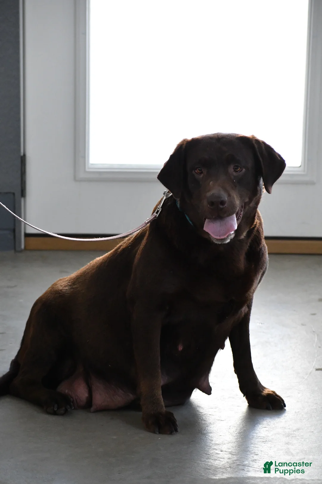 Labrador Retriever dogs for sale: Mindi - Ad 8