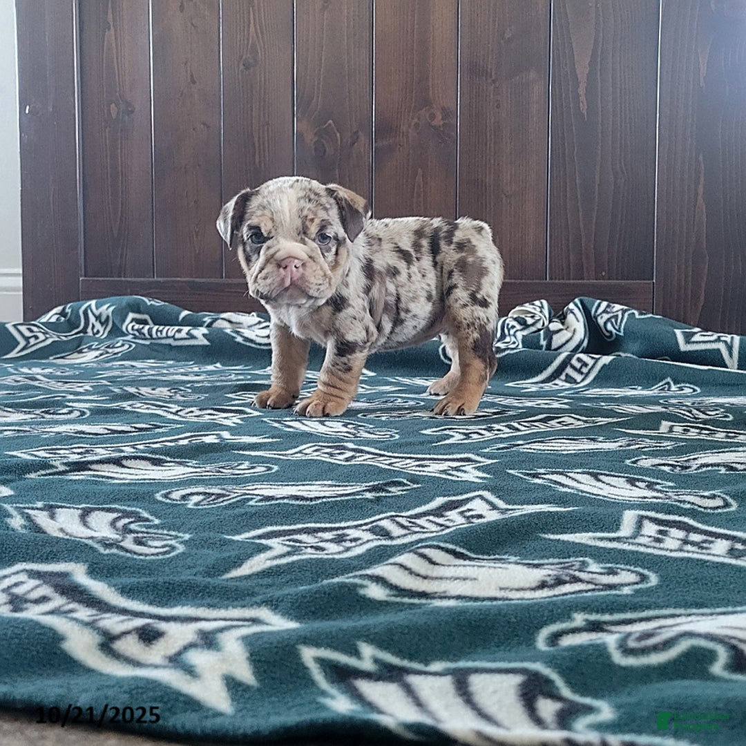 English Bulldog dogs for sale: Kira - Ad 3