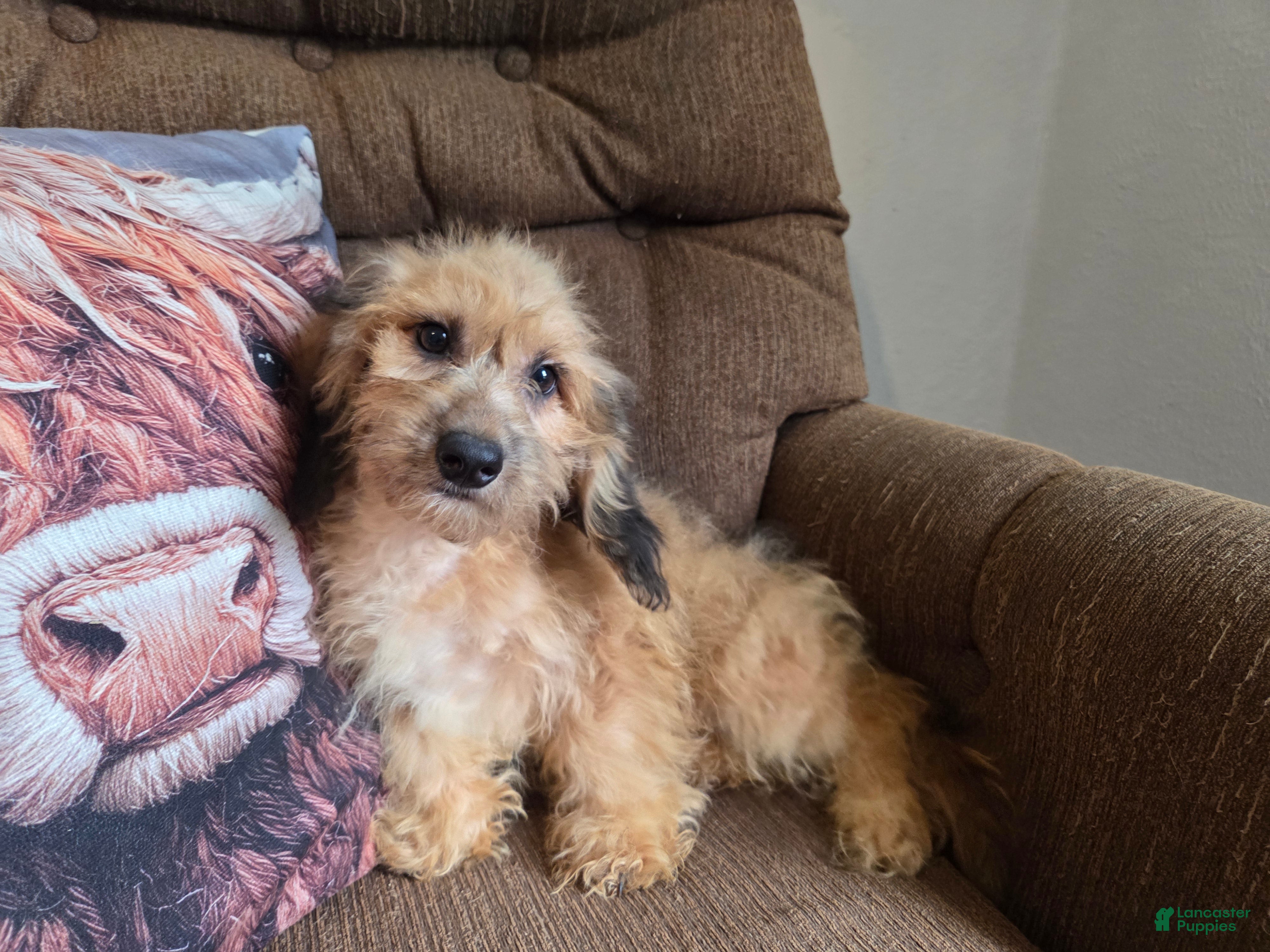 Cockapoo dogs Girl  - Ad 1