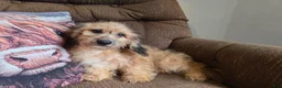 Cockapoo dogs for sale: Girl  - Ad 1