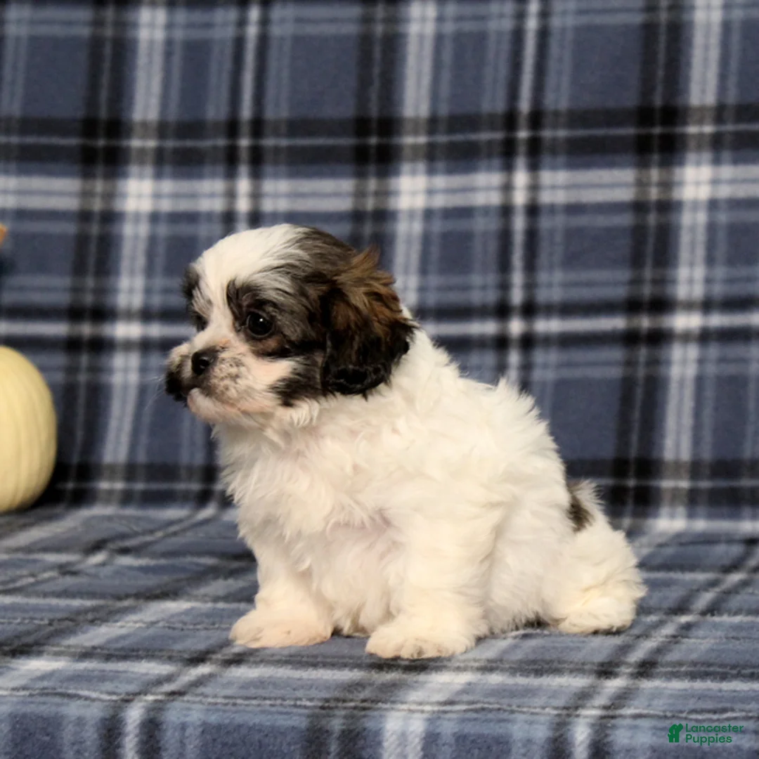 Teddy Bear dogs for sale: Khloe - Ad 2