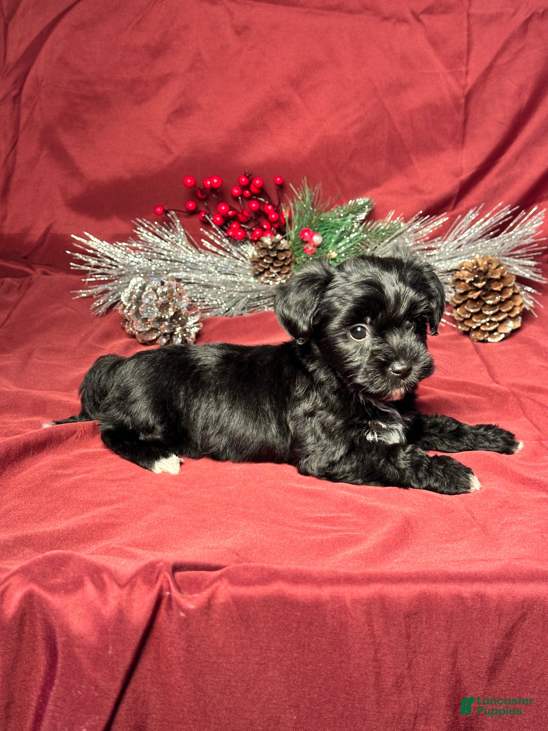 Yochon dogs for sale: Sophia - Ad 5