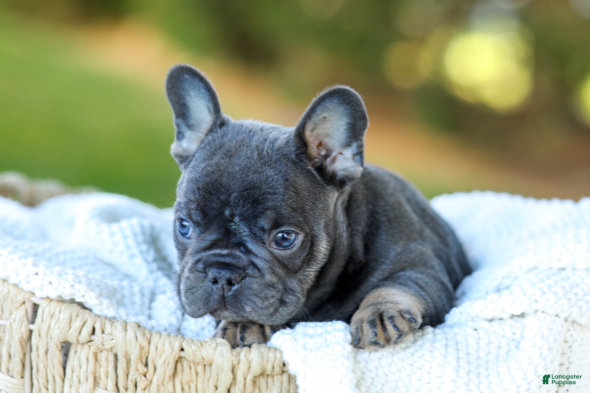 French Bulldog dogs for sale: Digger - Blue & Tan - Ad 2