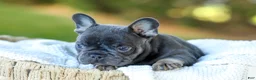 French Bulldog dogs for sale: Digger - Blue & Tan - Ad 2