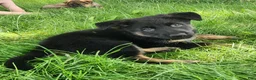 German Shepherd dogs for sale: German Shepherd Puppy 2 - Ad 7