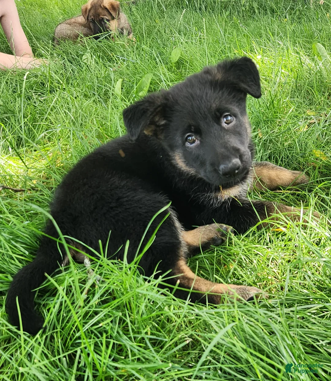 German Shepherd dogs for sale: German Shepherd Puppy 2 - Ad 7