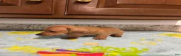 Miniature Dachshund dogs for sale: Addie - Ad 5