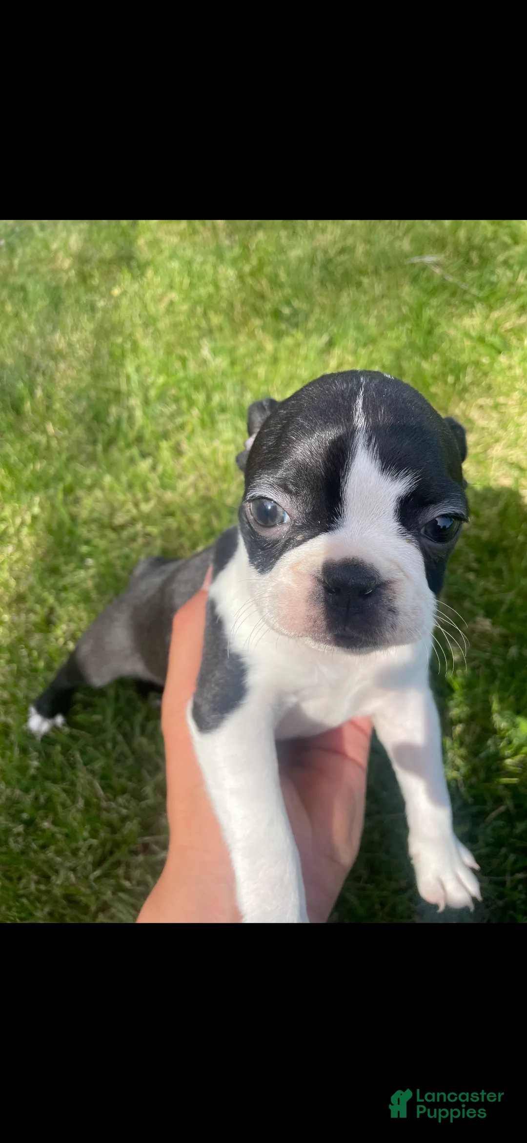 Boston Terrier dogs for sale: Boston Terrier Puppy 3 - Ad 2