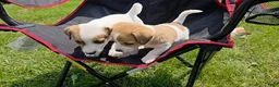 Jack Russell Terrier dogs for sale: Flora - Ad 9