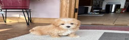Maltipoo dogs for sale: Maltipoo Male Puppy 2 - Ad 8
