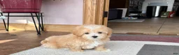 Maltipoo dogs for sale: Maltipoo Male Puppy 2 - Ad 8