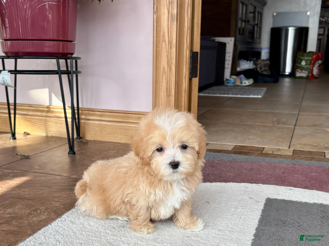 Maltipoo dogs for sale: Maltipoo Male Puppy 2 - Ad 8