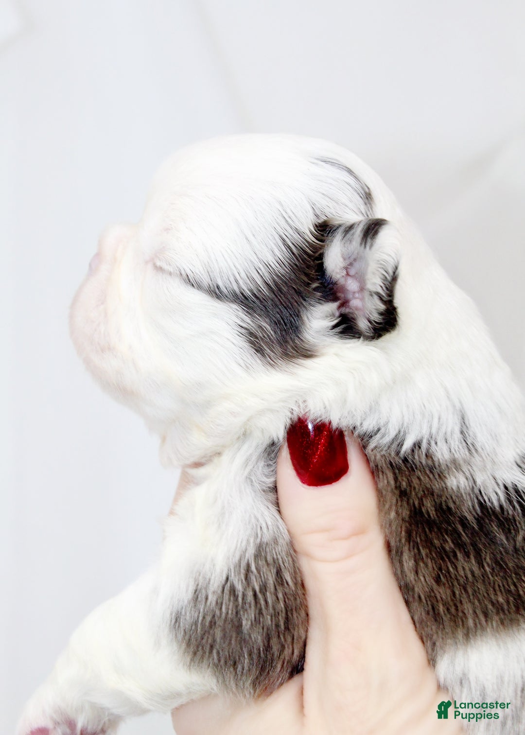 French Bulldog dogs for sale: Kelani-Full Fluffy Panda Husky with Testable - Ad 4