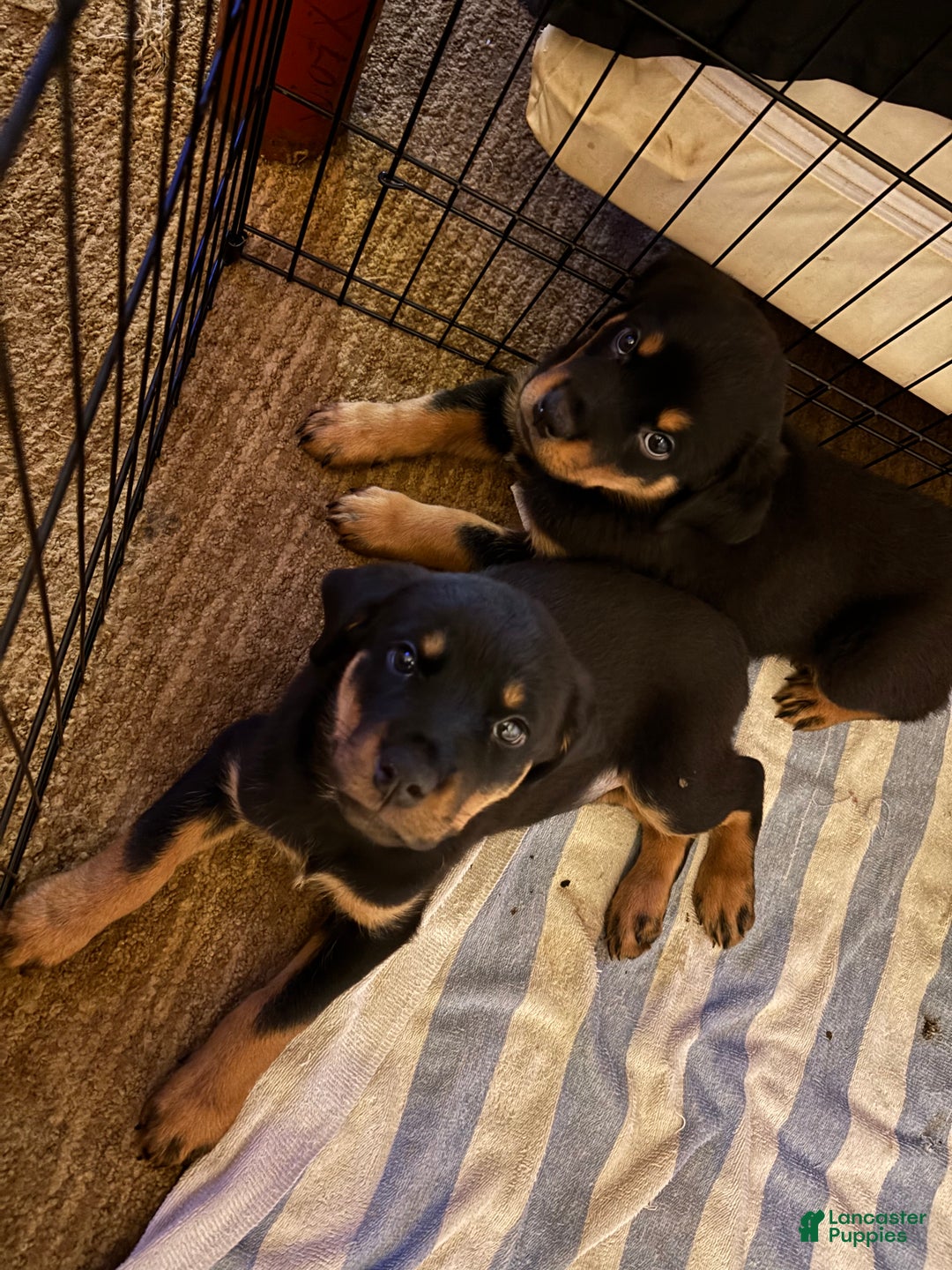 Rottweiler dogs for sale: Rottweiler Puppy 2 - Ad 1