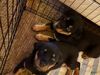Rottweiler dogs Rottweiler Puppy 2 - Ad 13