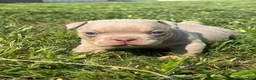 American Bully dogs for sale: American Bully 1 - Ad 5