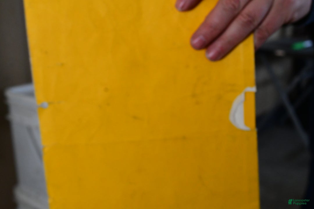 Shihpoo dogs for sale: Ian - Ad 14