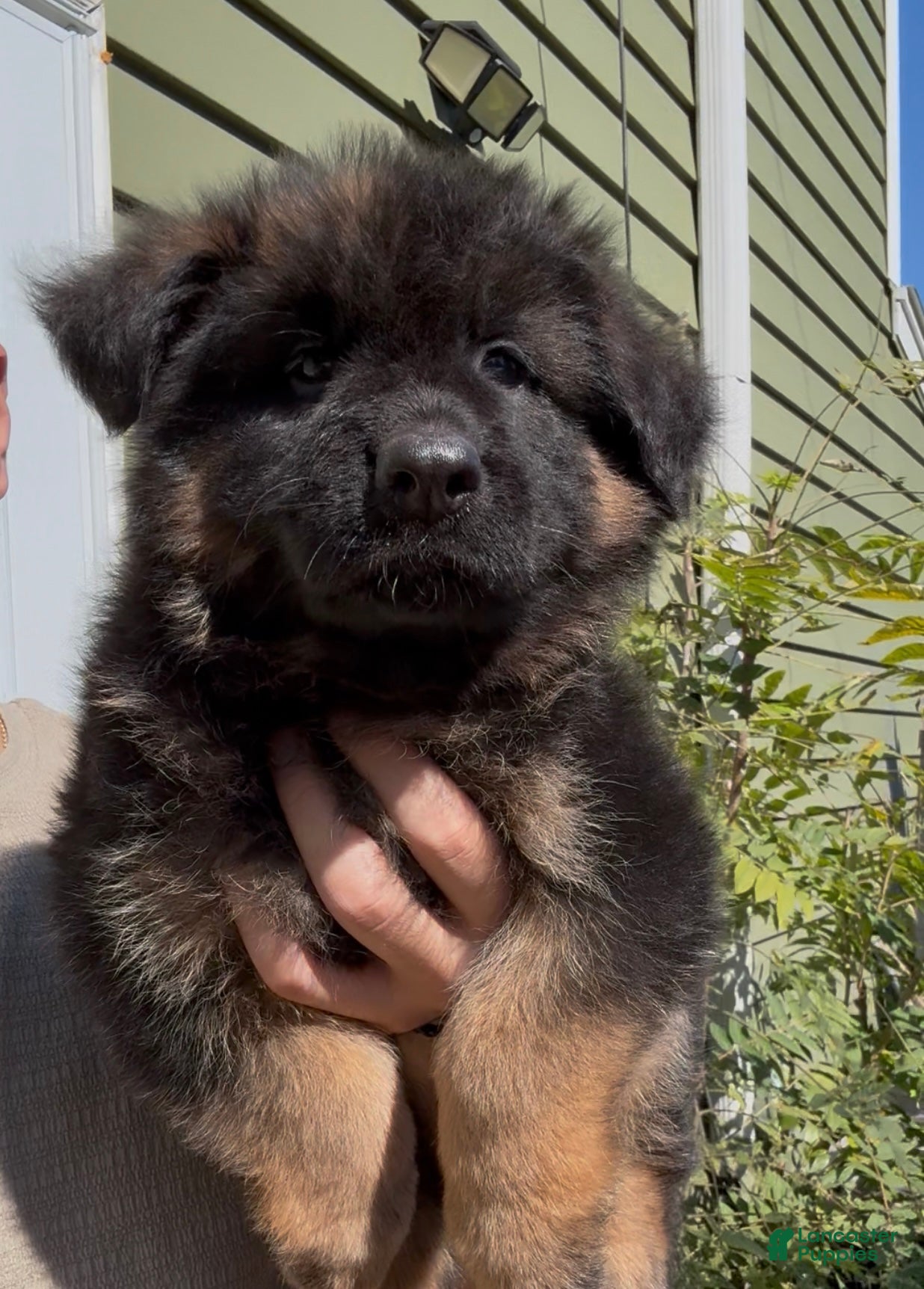 German Shepherd dogs Xena - Ad 6