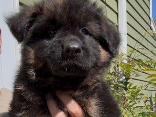 German Shepherd dogs - Ad 30