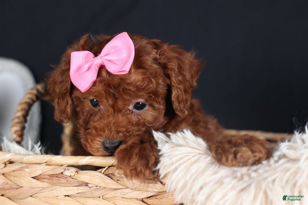 Miniature Poodle dogs for sale: BELLA - Ad 14