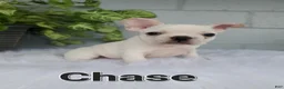 French Bulldog dogs for sale: CHASE - Ad 1