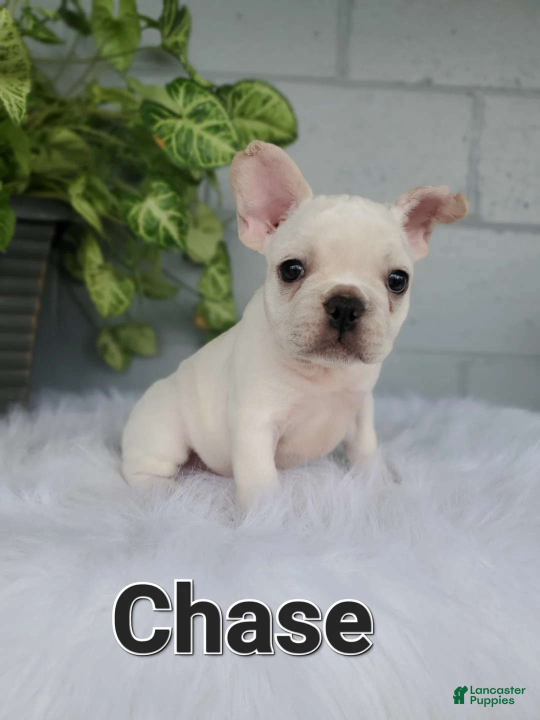 French Bulldog dogs for sale: CHASE - Ad 1