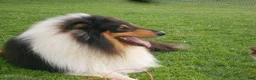 Collie dogs for sale: Bo-peep - Ad 9