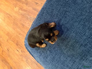 Silky Terrier dogs Silky Terrier Puppy 1 - Ad 2