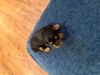 Silky Terrier dogs Silky Terrier Puppy 1 - Ad 2