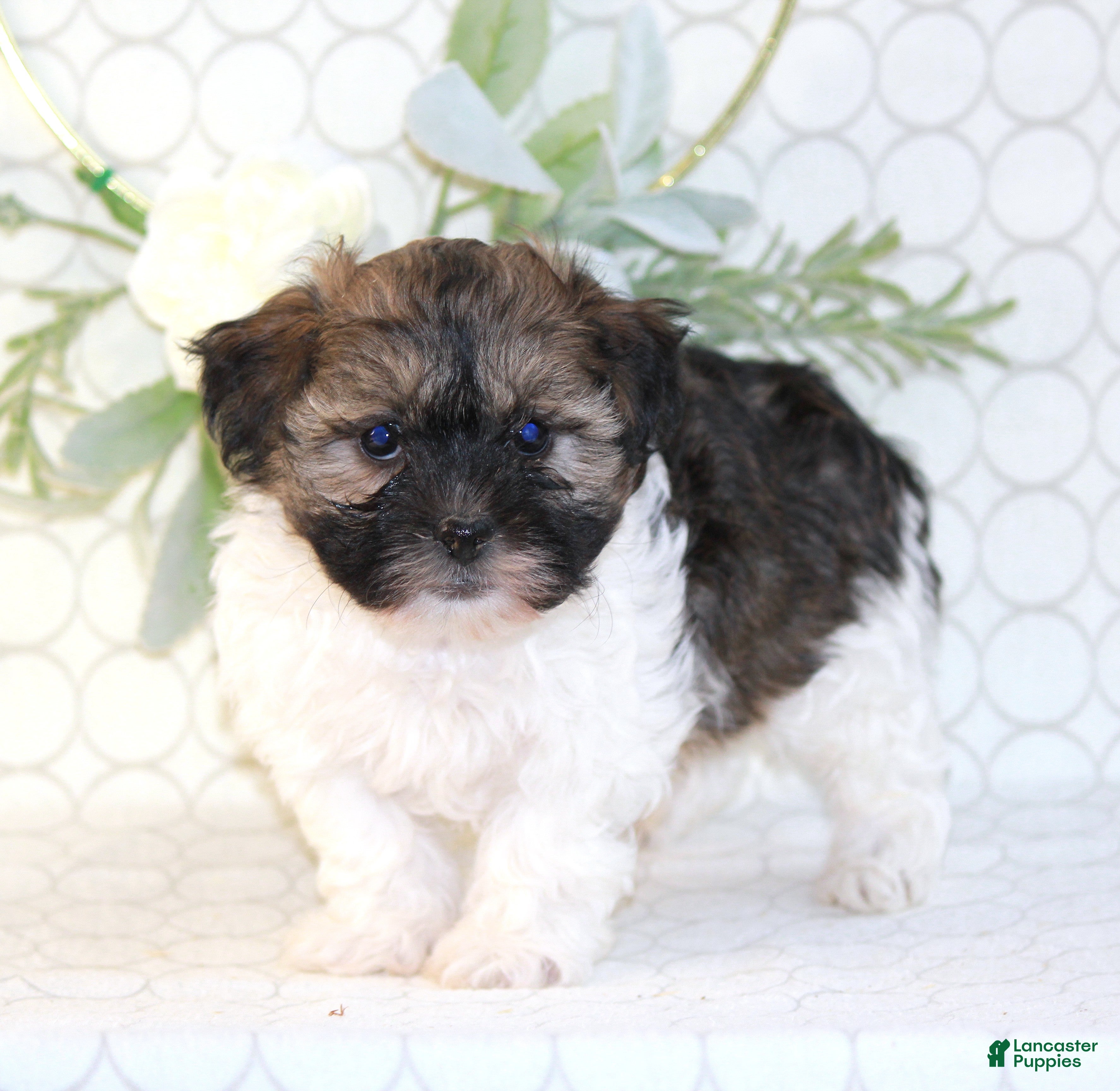 Shihpoo dogs Remmy - Ad 1