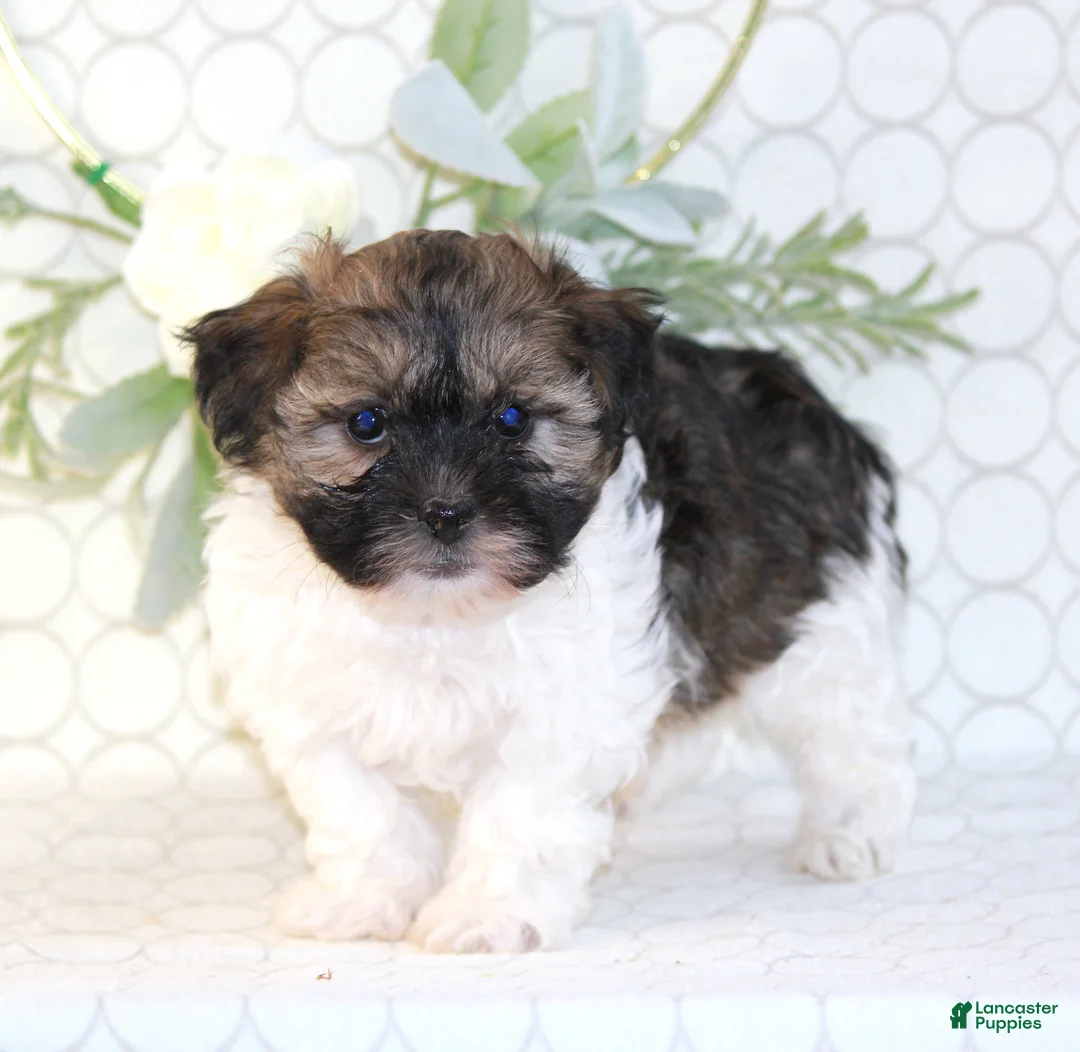 Shihpoo dogs for sale: Remmy - Ad 3