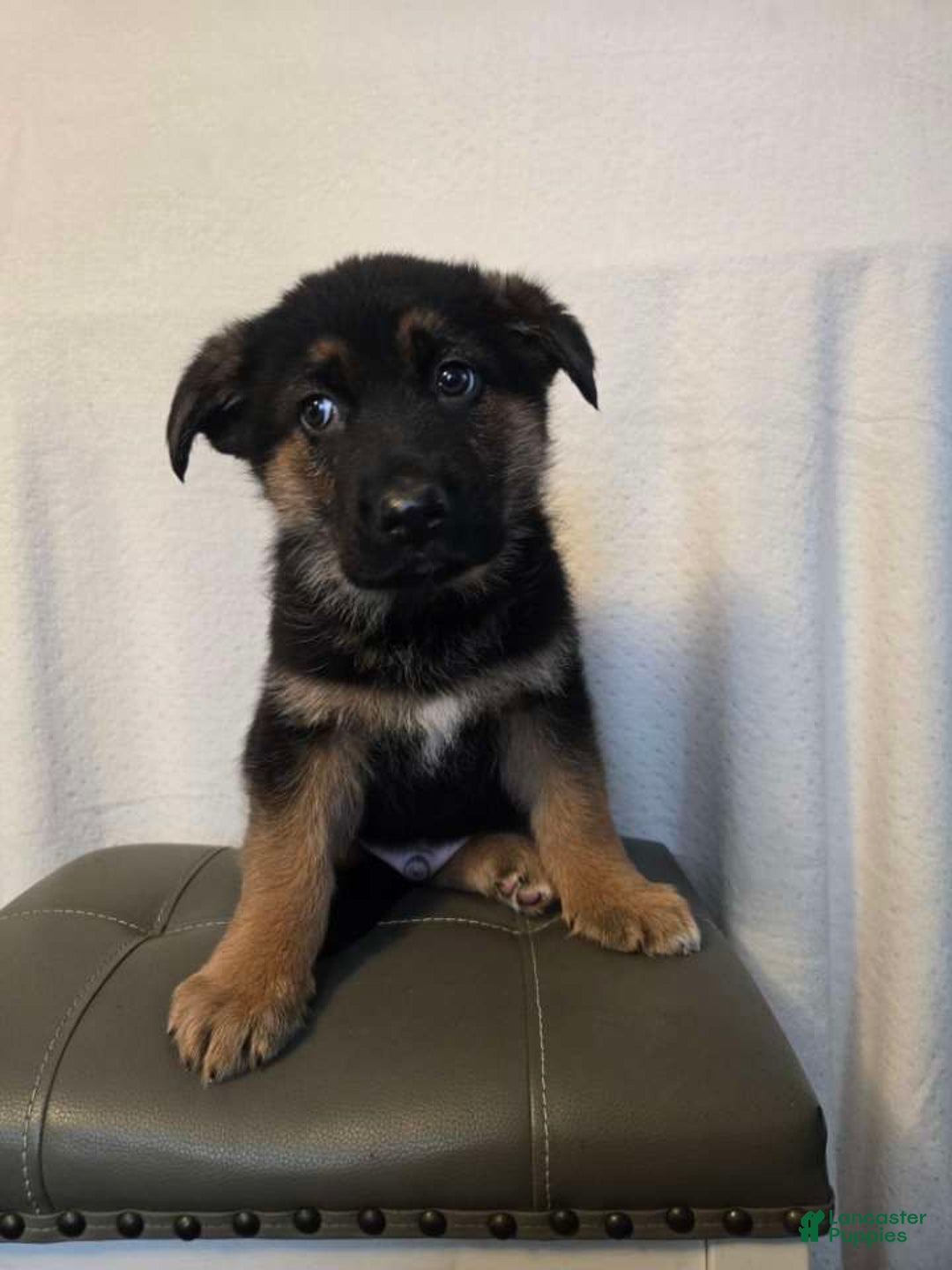 German Shepherd dogs for sale: Spot - Ad 3