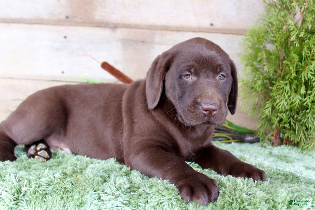 Labrador Retriever dogs for sale: Whinchester  - Ad 4