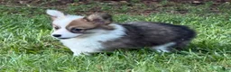 Welsh Corgi Pembroke dogs for sale: Fluffy Sable - Ad 8