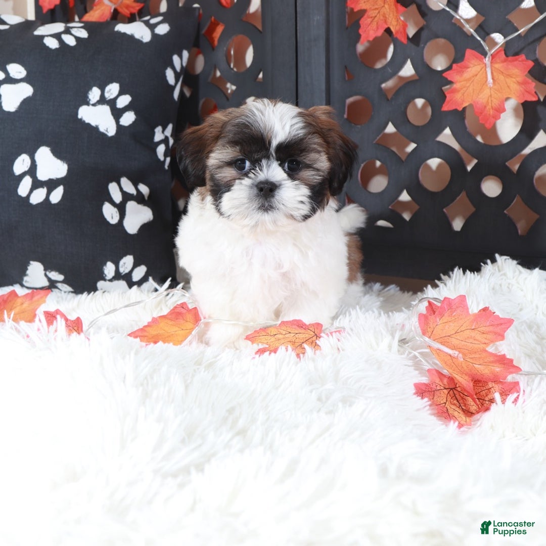 Shih Tzu dogs for sale: Zoro - Ad 3