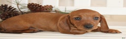 Miniature Dachshund dogs for sale: Parker - Ad 2