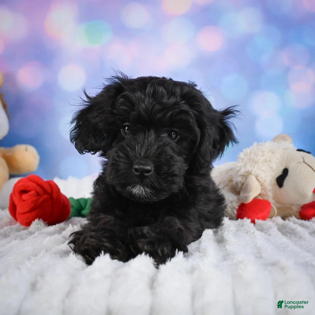 Miniature Poodle dogs for sale:  Paul - Ad 2