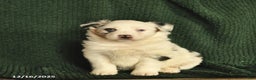 Australian Shepherd dogs for sale: Harley  - Ad 1