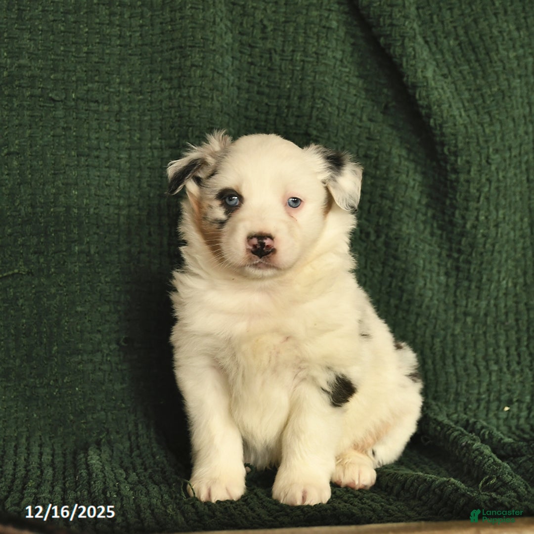 Australian Shepherd dogs for sale: Harley  - Ad 1