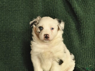 Australian Shepherd dogs Harley - Ad 31