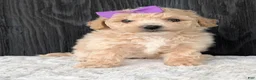 Bichpoo dogs for sale: Darla  - Ad 19