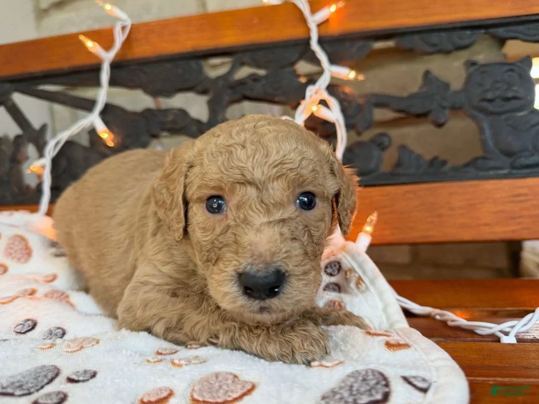Labradoodle dogs for sale: Zippy (Boy) - Ad 2