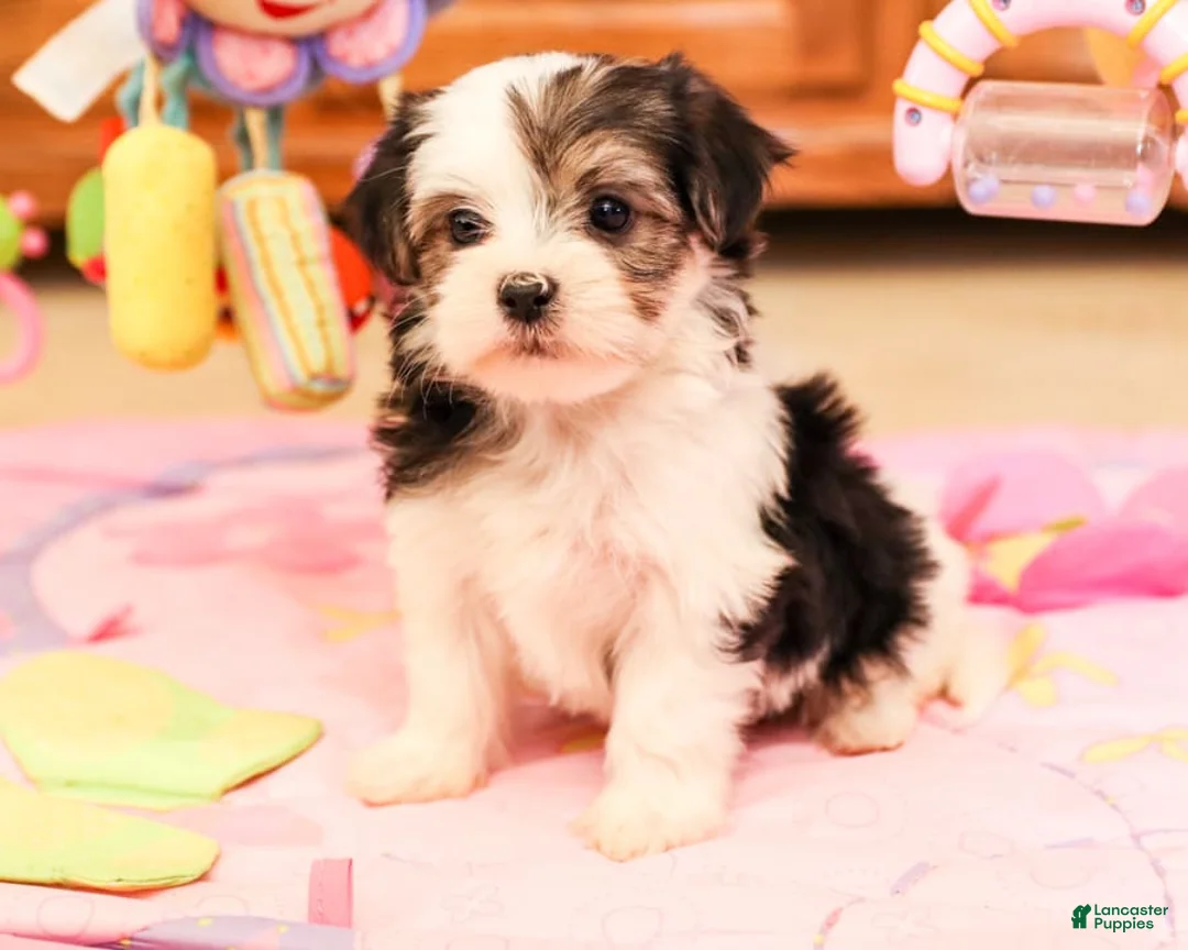 Gallery Image {{count}}