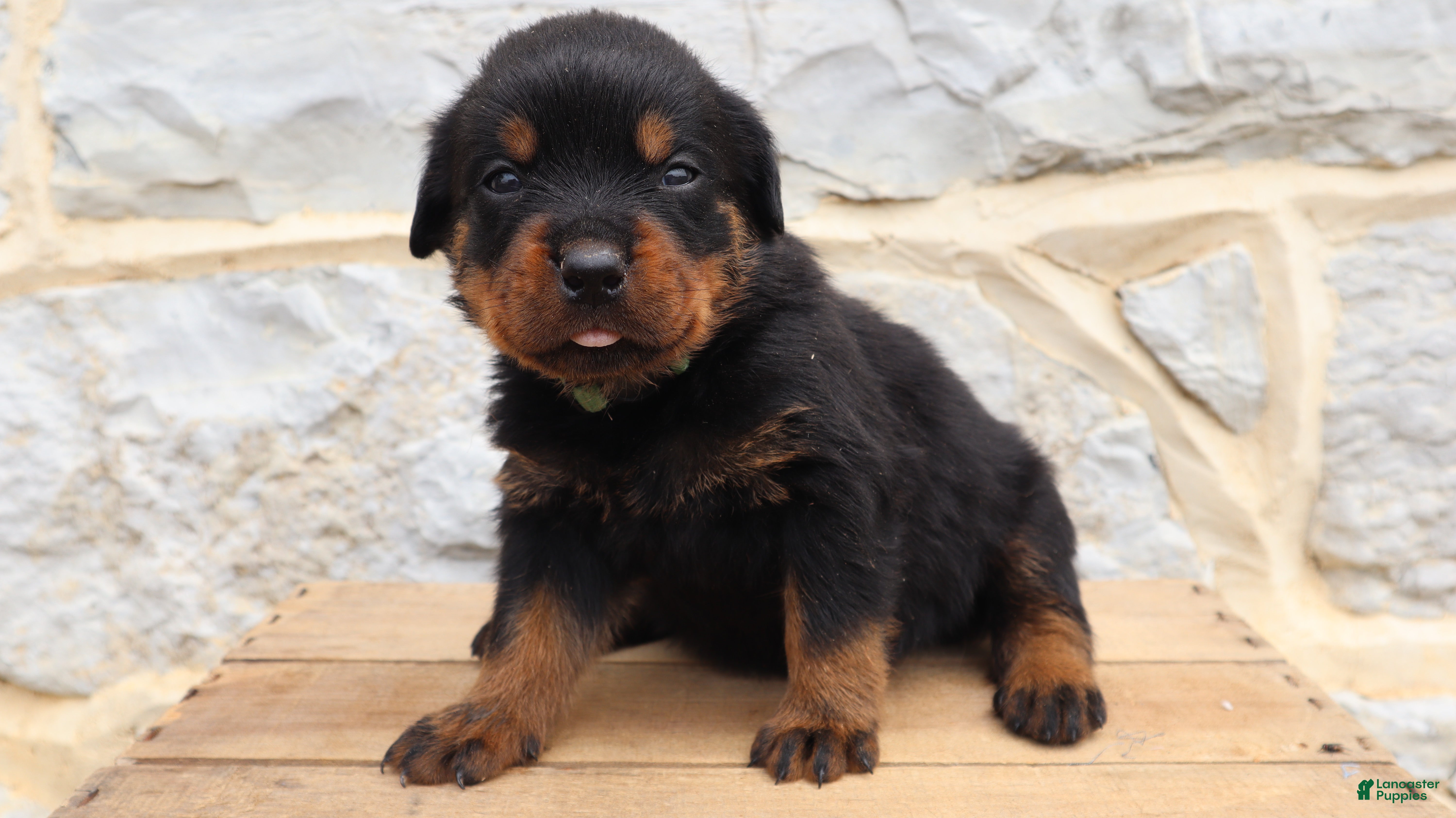 Rottweiler dogs Beavo - Ad 2