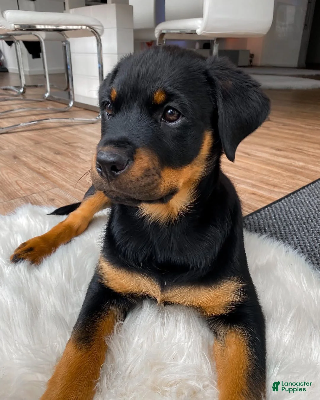 Rottweiler dogs for sale: Hailey - Ad 6