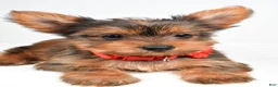 Yorkshire Terrier dogs for sale: Patty - Ad 5