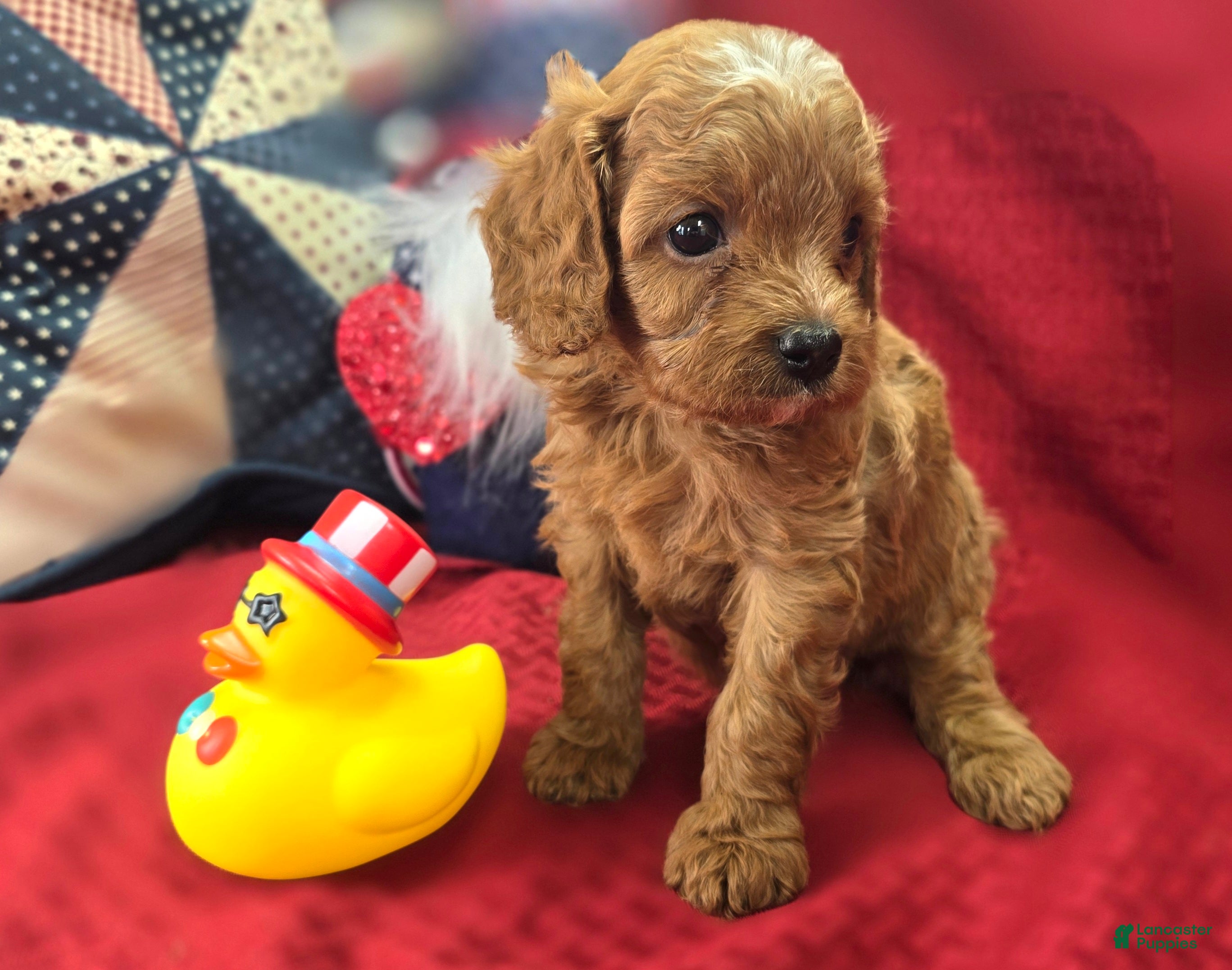 Cavapoo dogs Rollypolly - Ad 29