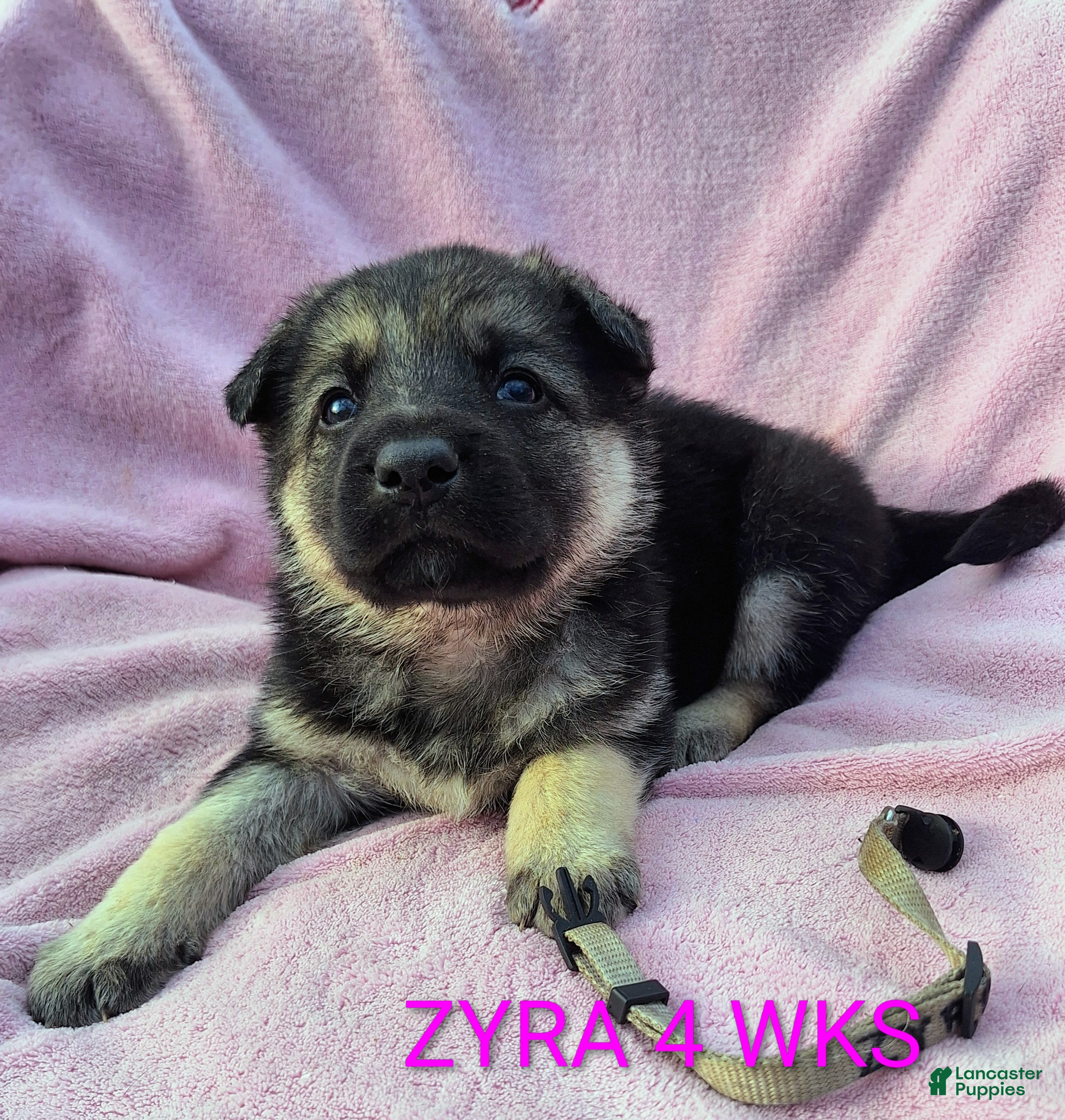 German Shepherd dogs Zyra - Ad 2