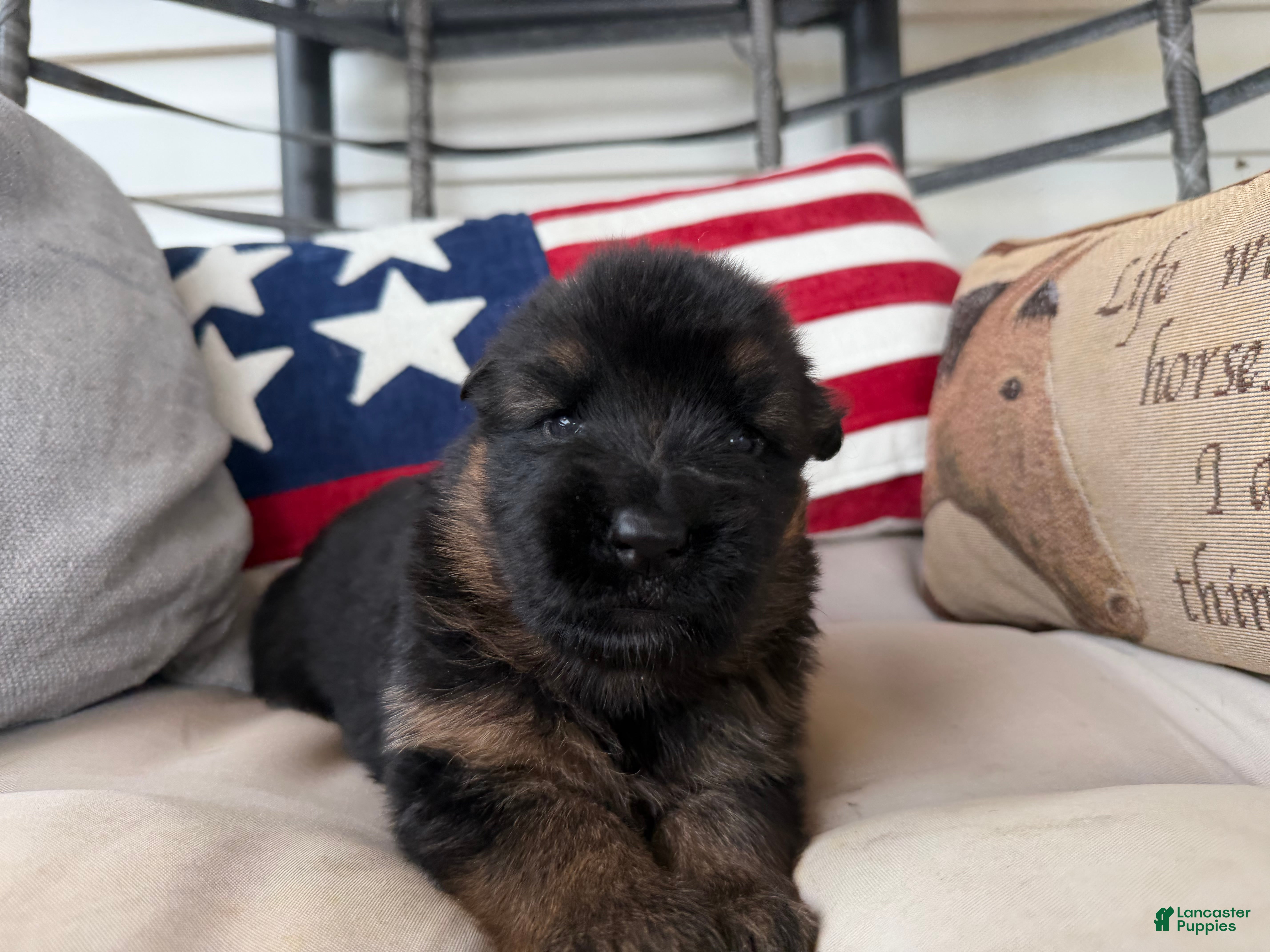 German Shepherd dogs German Shepherd Puppy 2 - Ad 1