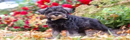 Miniature Schnauzer dogs for sale: Otis - Ad 1
